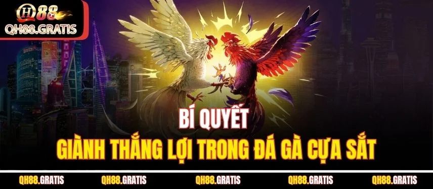 Đá Gà Cựa Sắt - Bí Kíp Chinh Phục Đấu Trường Xanh Chín QH88 Bí quyết giành thắng lợi trong đá gà cựa sắt