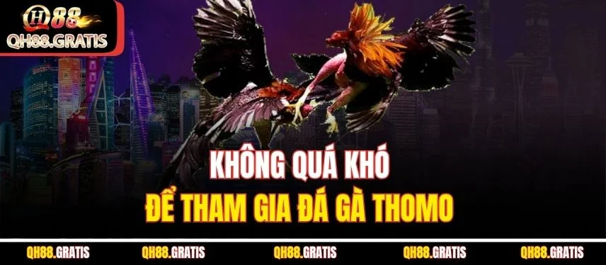 Đá Gà Thomo - Trận Đấu Gà Kịch Tính Và Cá Cược QH88 Hấp Dẫn Không quá khó để tham gia đá gà Thomo