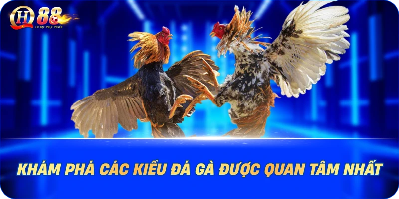 Khám phá các kiểu đá gà được quan tâm nhất